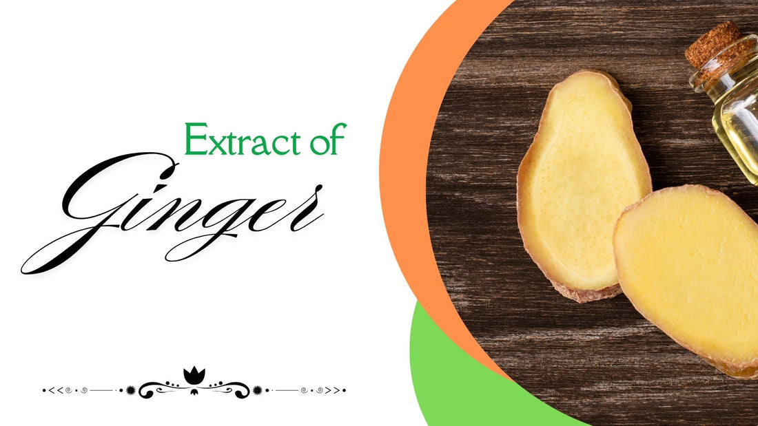 Ginger Extract: Powerful Herb For Overall Health