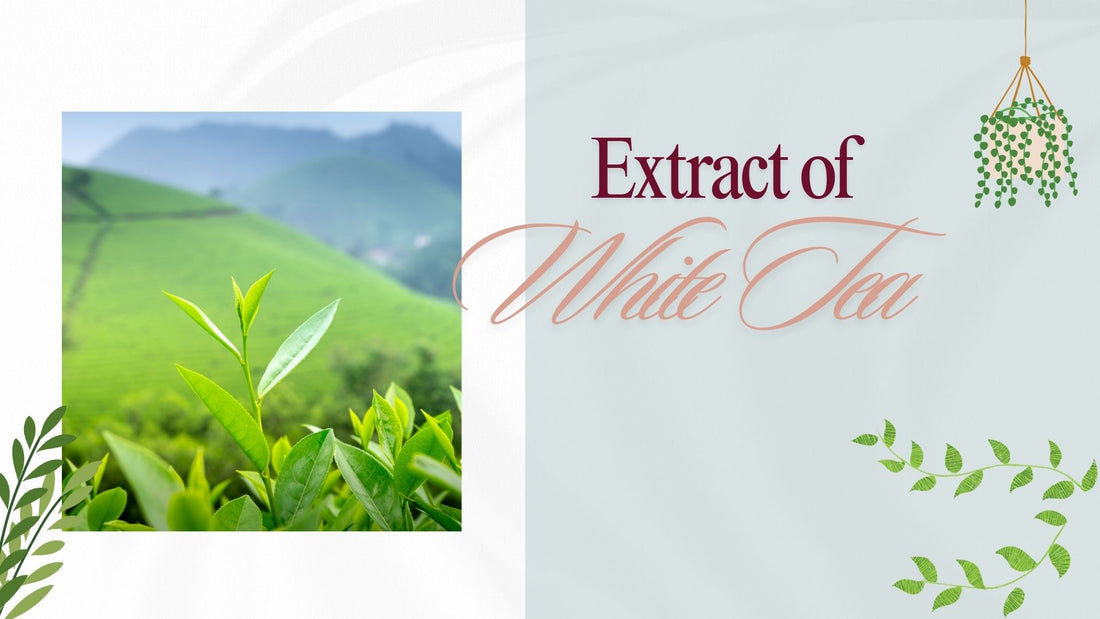 A Delicate and Powerful Antioxidant: White Tea Extract